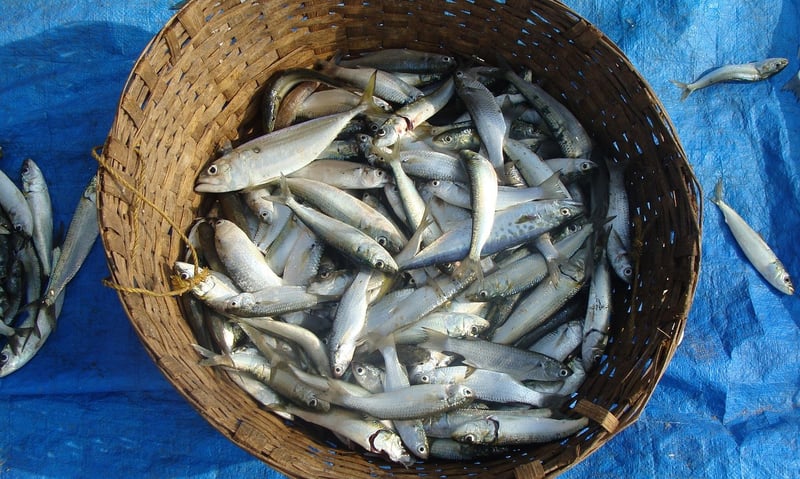Sustainable Seafood